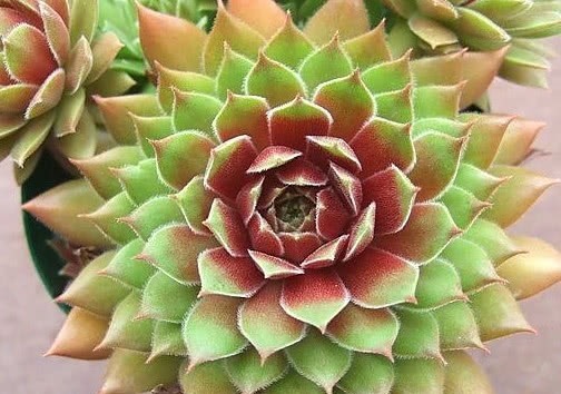 多肉长生草怎么养更旺盛教你3个盆栽小妙招，长生草轻松养爆盆