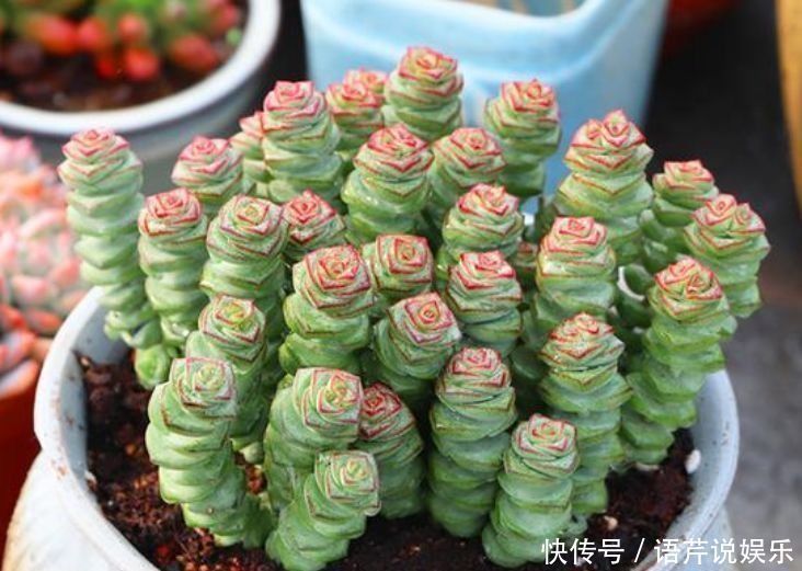 浇水|总爱给花浇水那就养这4种花,不怕浇,还越浇越旺