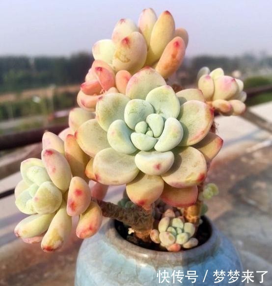 尔多|寒冷的冬季,养劳尔多肉,4点做好,劳尔一样红润饱满,且香味浓