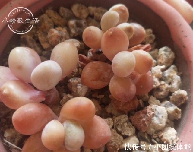 多肉度夏难,常见8种死法,后4种纯属人为,来看看有没有你!