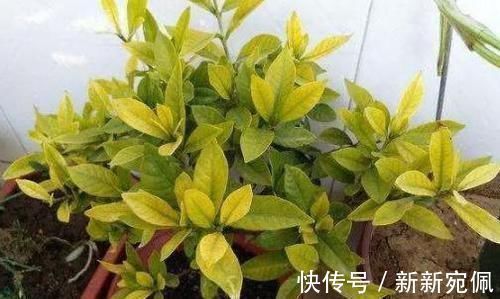 花卉|养花法宝：多菌灵、硫酸亚铁、磷酸二氢钾，到底该怎么用？