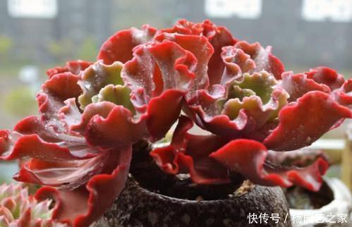 大气|6种大型多肉植物，颜值高好养护，阳台种一盆，大气上档次！