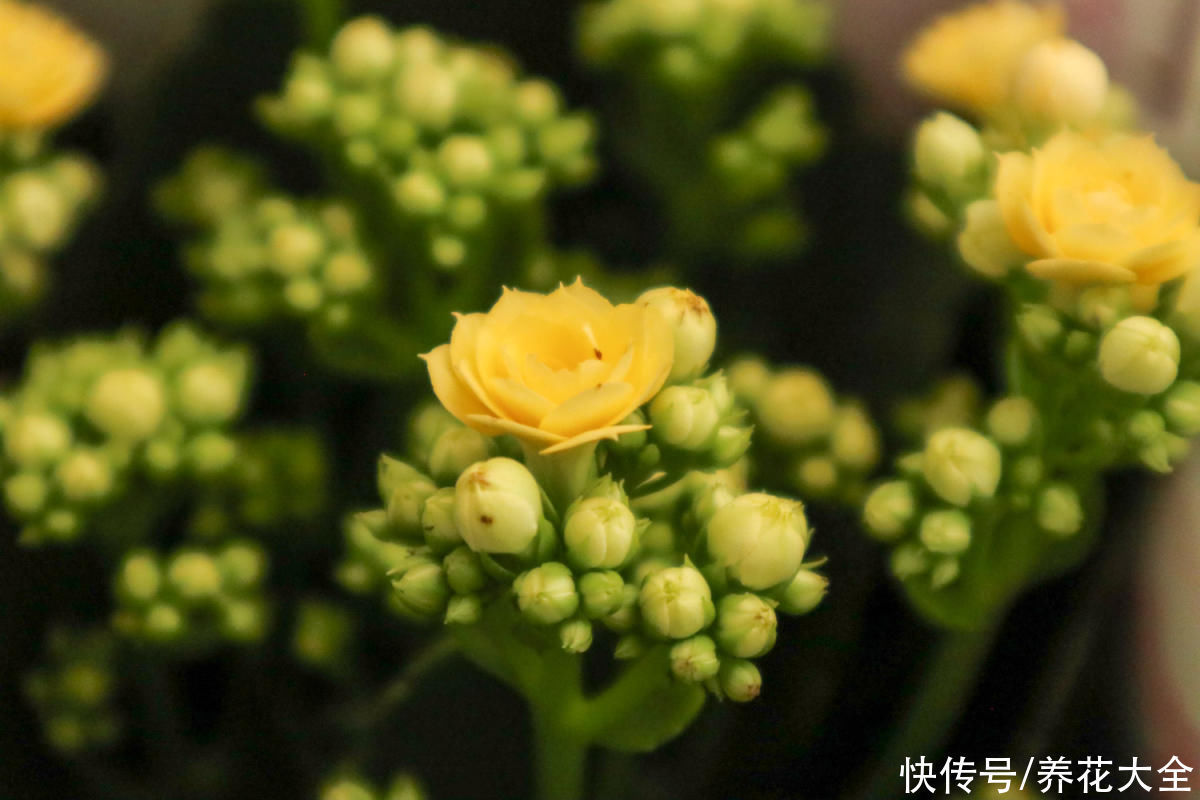 长寿花开花后，做好这5件事，才能真的“长寿”