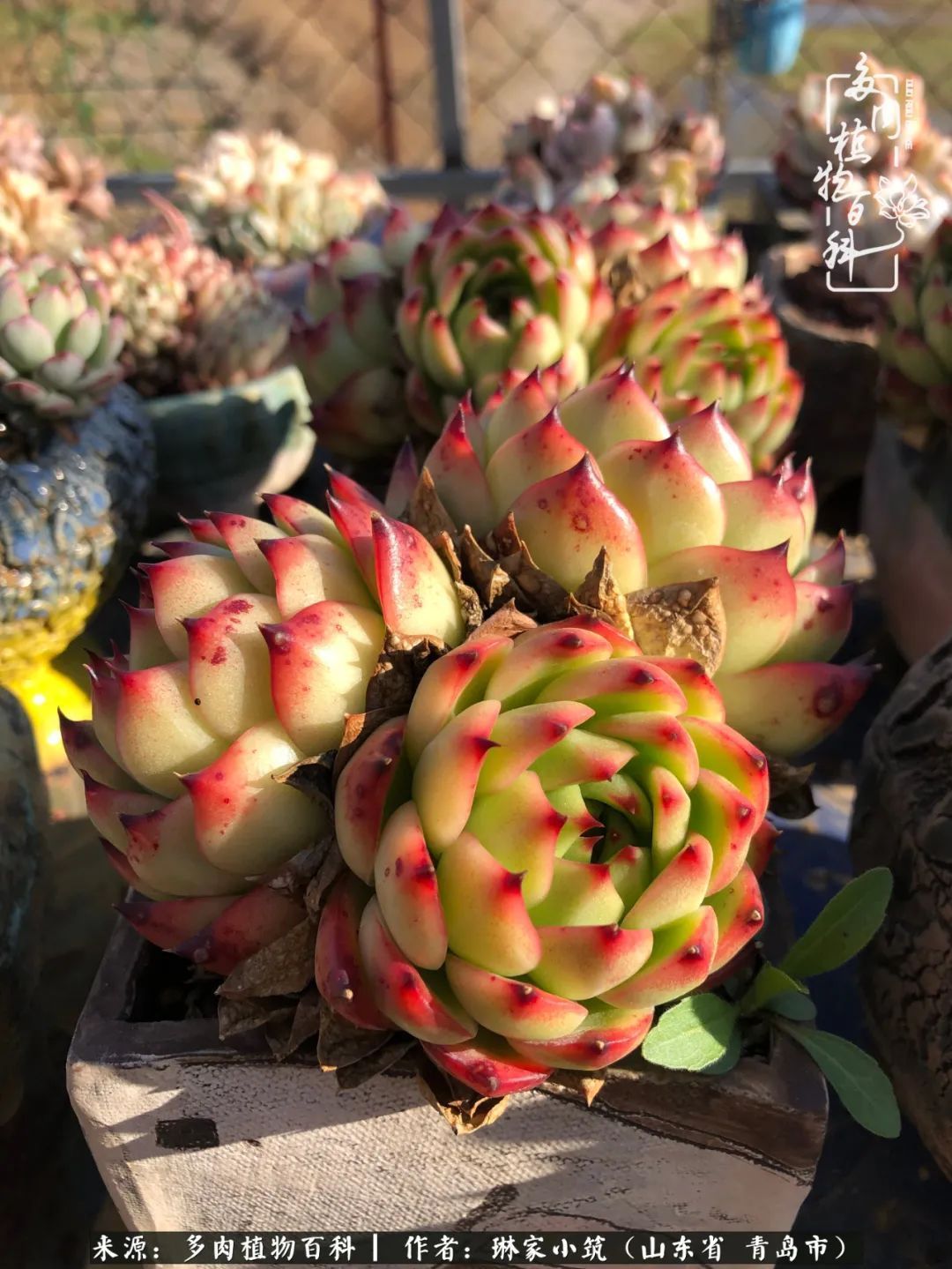 多肉|有史以来最厉害的一场寒潮，治好了我养多肉这些年的“坏毛病”