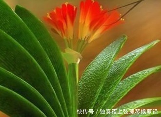 君子兰很难养养花30年的王大爷告诉你养花秘诀，养啥都爆满盆