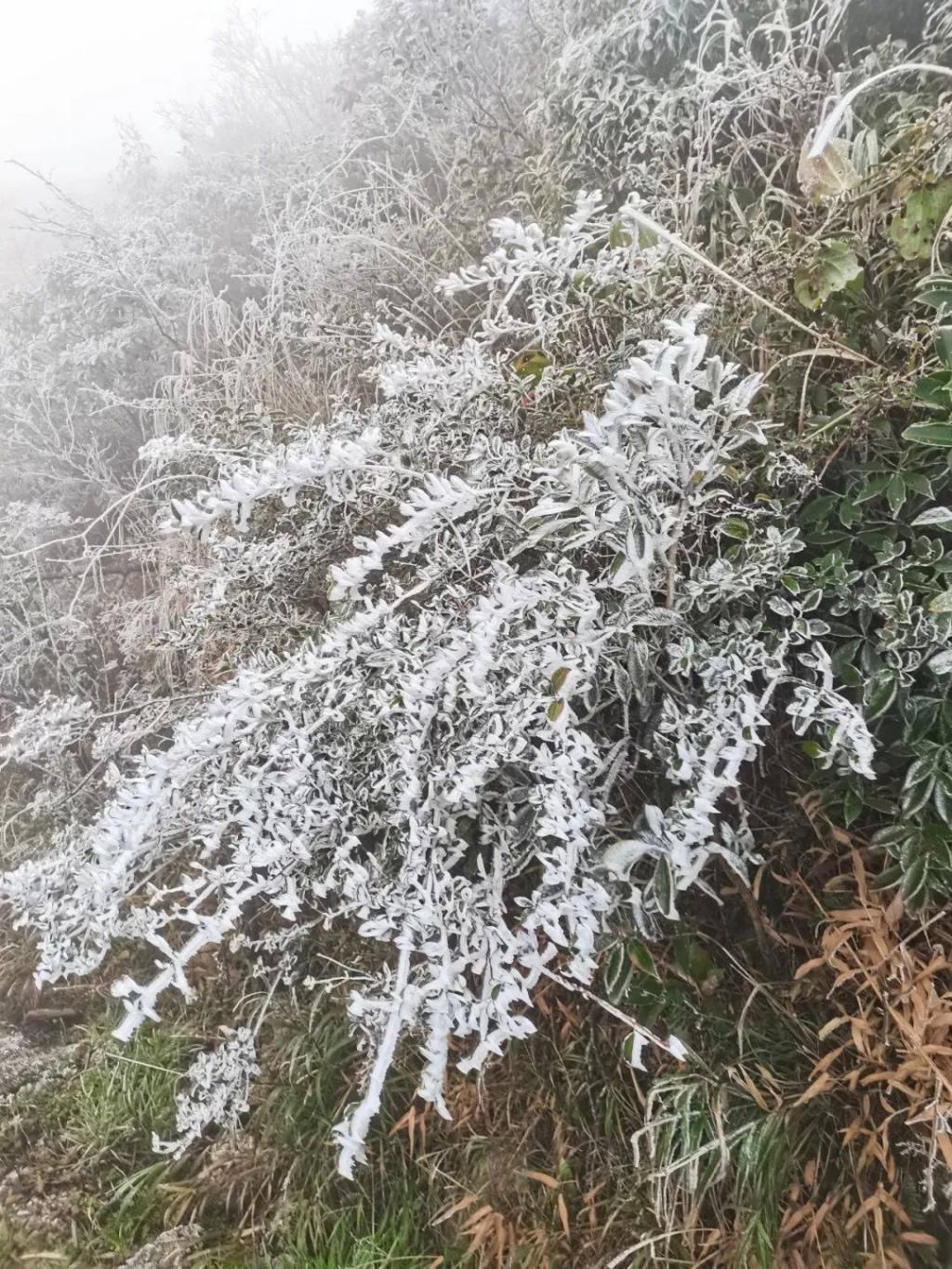 气温|大明山绝美雾凇已到货，美了美了！