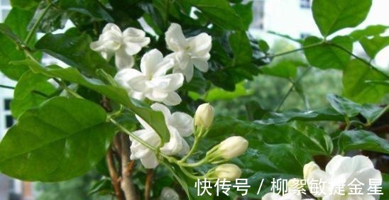 回家|现在逛花市遇到这五种花，转头就走不要买！买回家也养不活！