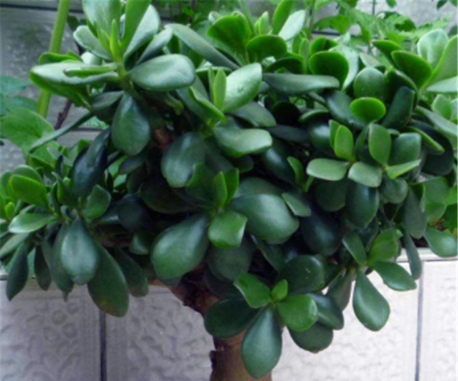 玉树|夏天玉树有4怕,难怪叶子干瘪还发黄,学会了肥厚饱满碧绿光亮