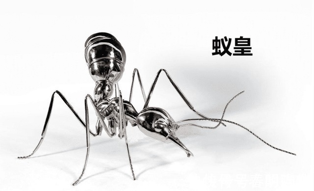 绝世唐门|斗罗大陆皇级武魂一览!最强植物系三哥,最强动物系不是比比东