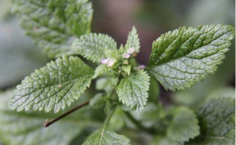 野菜|农村路边3种野菜,还能当要药吃,提升免疫力,清热解毒,请珍惜