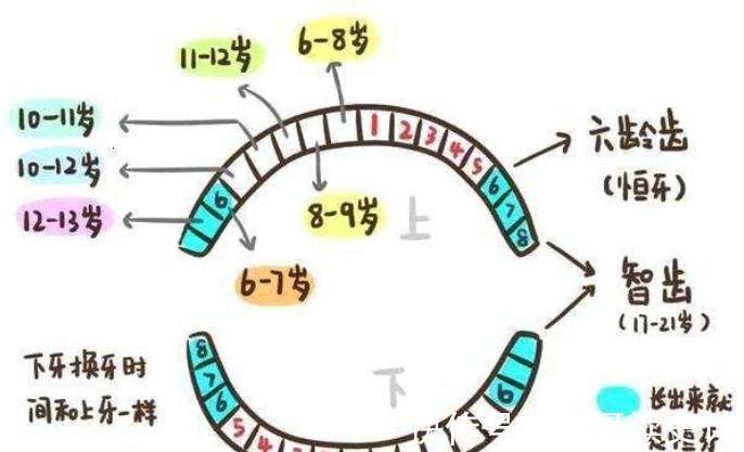 换牙期|孩子6岁乳牙不掉，长成“双排牙”，和遗传无关，原因在家长身上