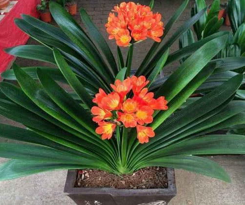 “君子兰”开花不断，离不开的“2个关键点”，不夹箭，开花多！