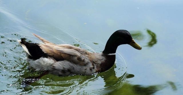 千古名句@苏轼很有名气的一首诗,处处都生机盎然,尤其前2句成千古名句!