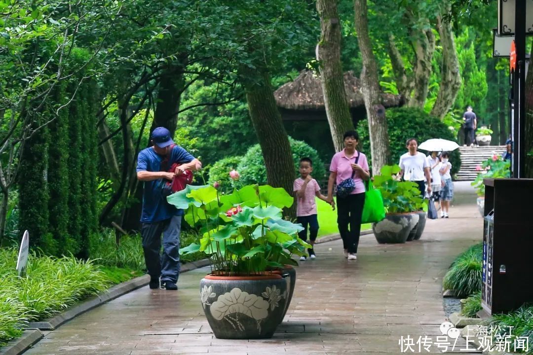 香远益清|一路花香！松江这里赏荷正当时