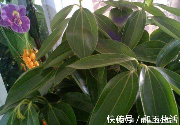 4种花有灵性,平时难开花,一有好事就开花,养过的人都说好