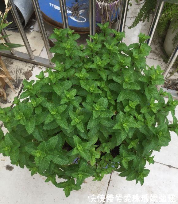 家庭里养“5种草”,能净化空气,还能抵御“蚊虫”,快点行动吧