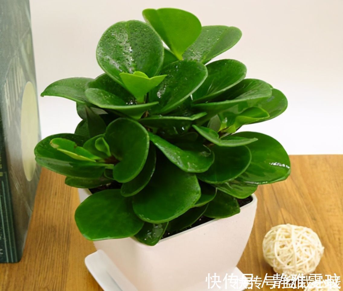 花友小叶投稿:养花一年了,三种绿植基本不用管,没光也不怕