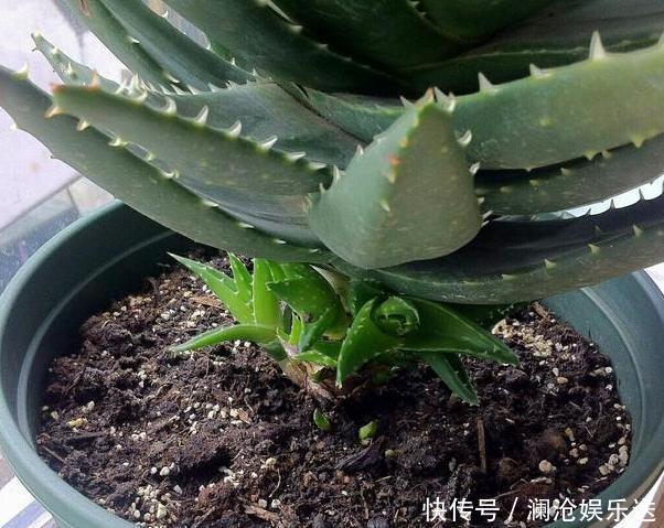 夏季养花,首选这些不怕晒,不怕旱的花卉,养着省心、看着养眼