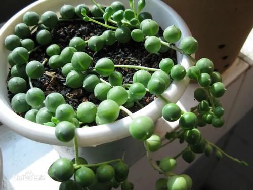 多肉“佛珠”这样养，圆鼓鼓很可爱，几个月挤满花盆