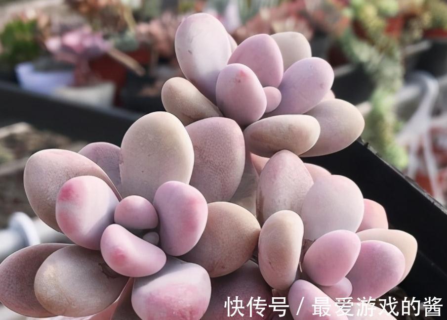 多肉盆栽养护时,秋冬多注意这4点,园艺新人也能养出好状态