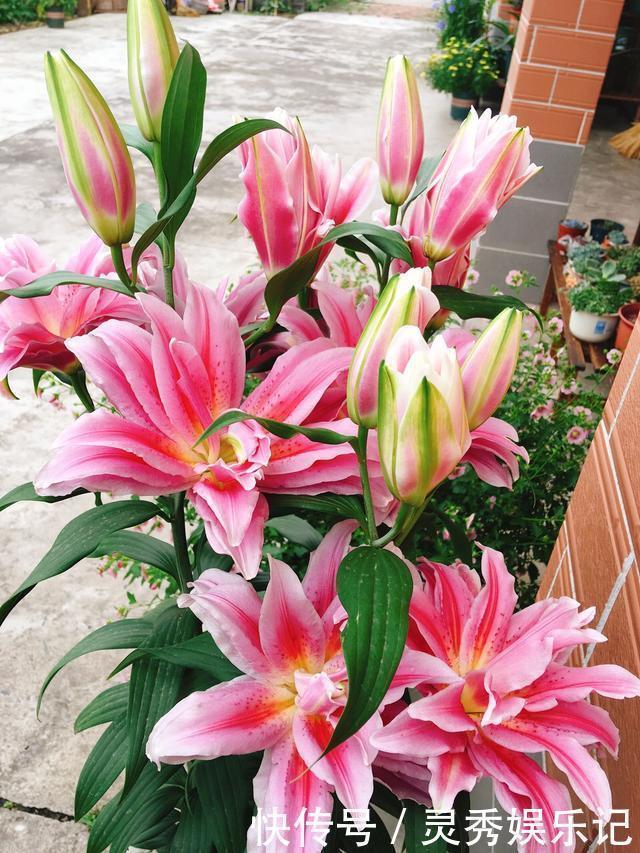 种花|家里养花“别瞎买”,5种花是“有毒”的,对大人小孩都不好