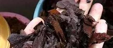 花友们|君子兰不见长、不开花“2种料”扔盆里，新芽多，一年开花2次