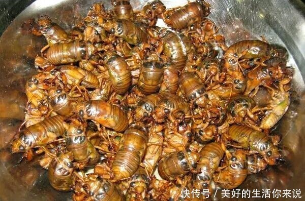 以前8元一斤,如今涨到80元,南方不敢尝试,北方一盘不够吃