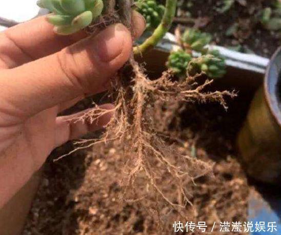 立春前后给植物换盆,抓牢这3细节,后期才能够快速服盆