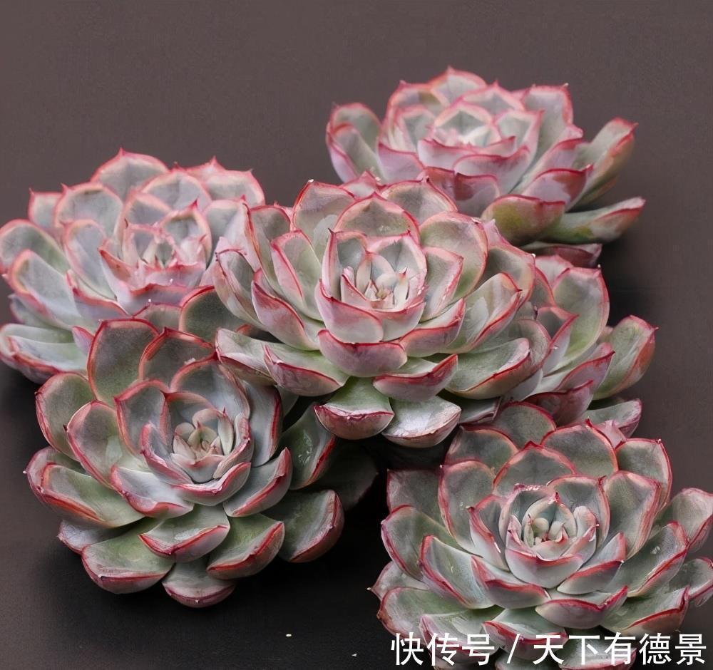 阳台党|阳台养多肉不能错过5款莲座型的品种，与价钱无关，就是很适合