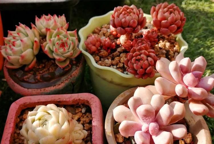 多肉|养多肉的最好境界，不是用价格衡量好坏，它解你寂寞，你陪它变美