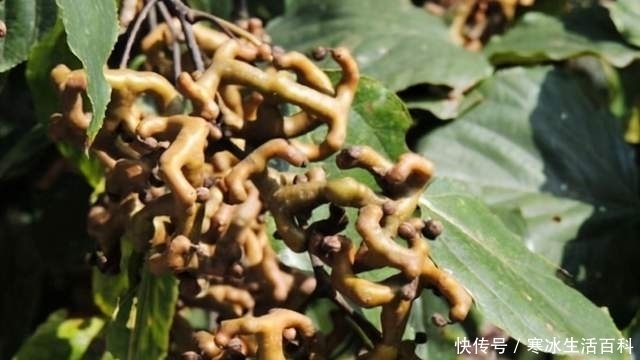 苏东坡|农村拐枣树常被忽视，号称“酒毒克星”，看看药用价值有多高