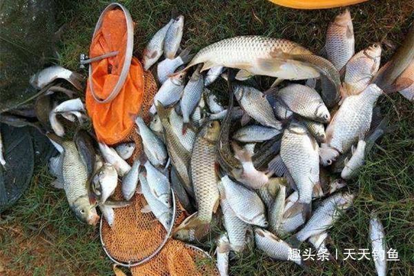 适口性|三伏天钓鲫鱼,鱼口轻微,只需用这几招,鲫鱼连竿上,很过瘾