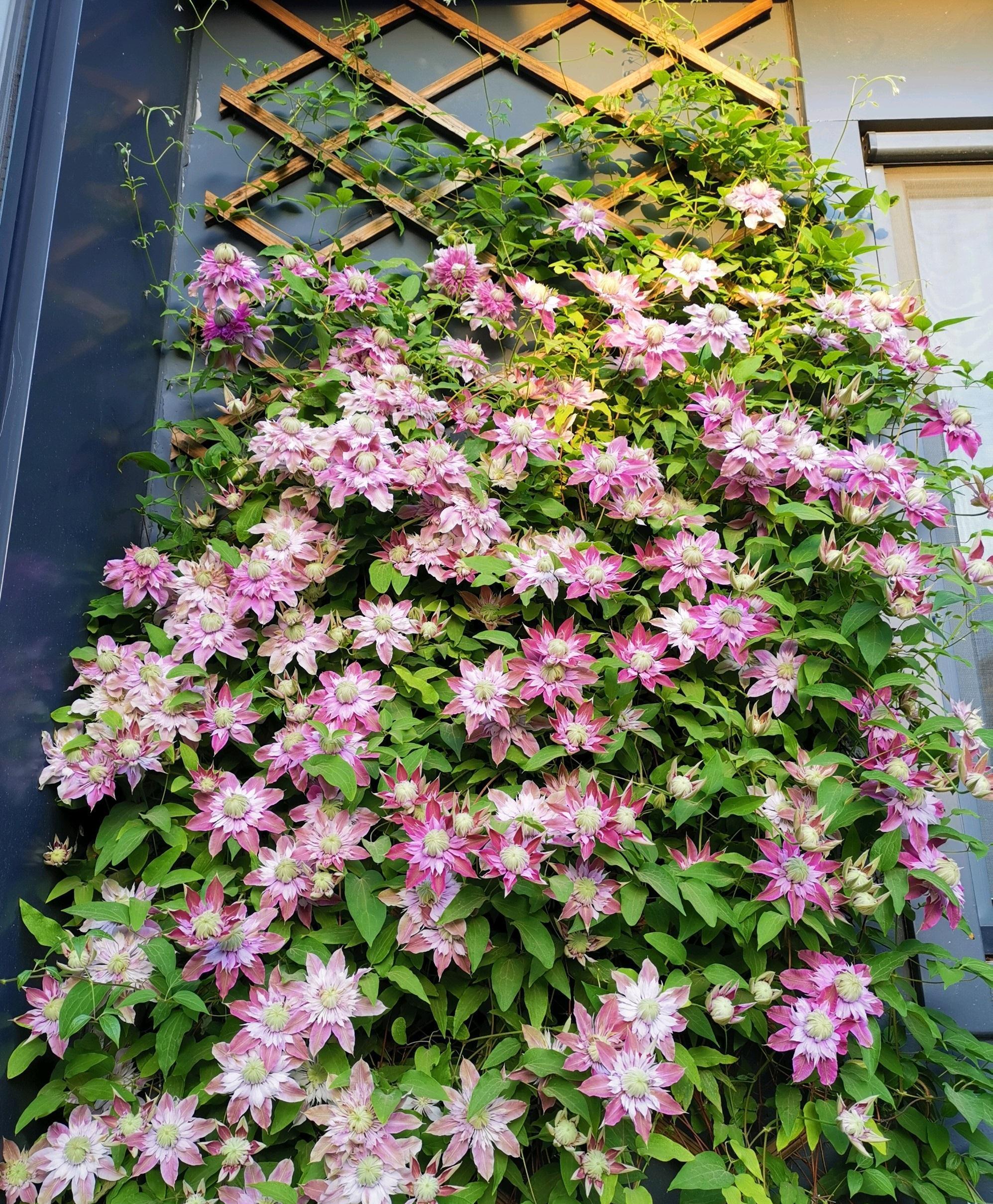 4种“泼辣花”，要用大盆养，开花多到炸，小盆养，越养越差