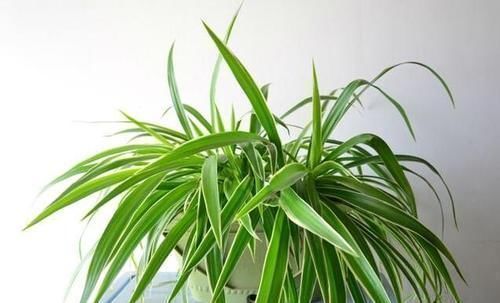 吊兰|家里什么植物可以不养，唯独这4种花万万要摆上，难怪有钱人都种