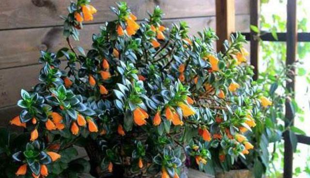 金鱼吊兰掉叶子不开花这样养,叶绿根壮,枝头挂满“小金鱼”