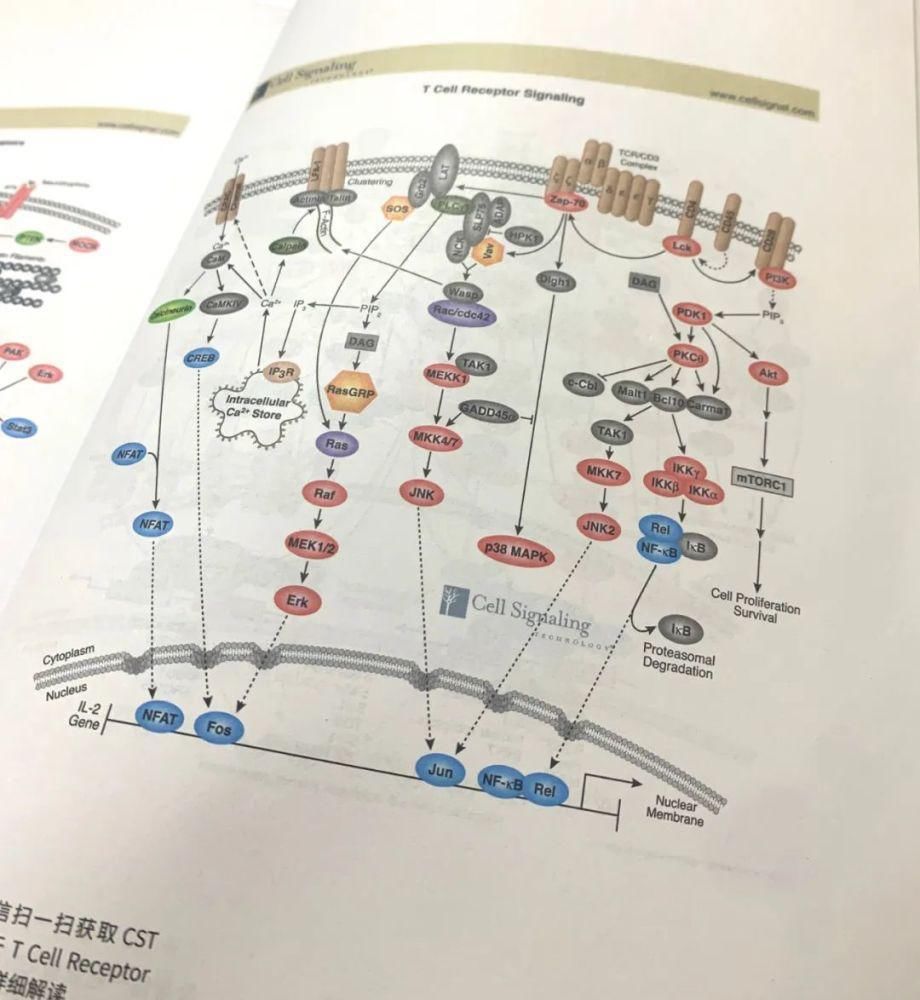 导师|看懂复杂的信号通路，组会上让导师刮目相看