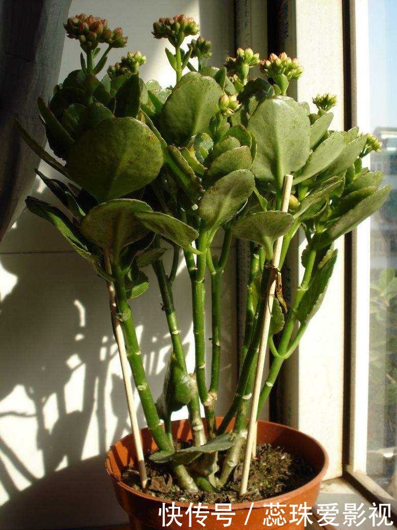 叶片|美女养长寿花,狠心“撸光叶”,留下秃枝干,50天就成霸气老桩