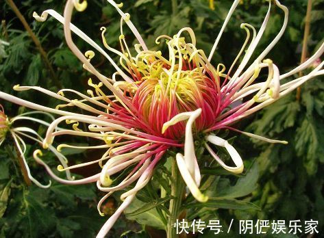 喜欢菊花,就养盆“菊中精品”岸千羽鹤,似仙鹤起舞,优雅妖娆