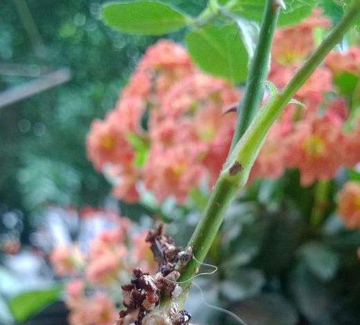 谁还会花钱买生根剂，把此些东西泡在水里，月季生根成活率达99%