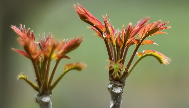 马齿苋|开春挖野菜,送你“野菜大图鉴”,教你轻松识别20种野菜
