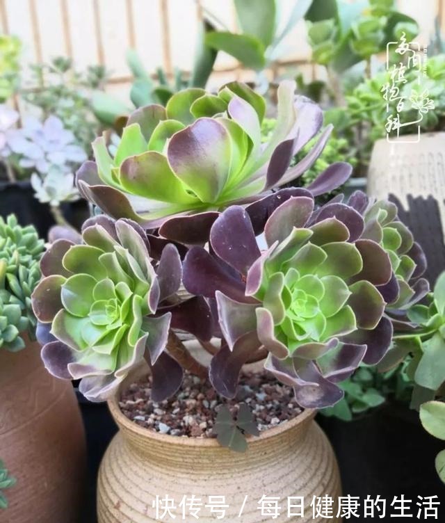 如何让多肉变美看看我是如何宠它们的！如何让多肉变美看看我是如何宠它们的！