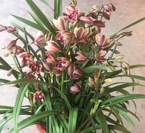 月季花|养了几十盆花,香味纯正、花开娇艳的就六种,一起见识一下吧