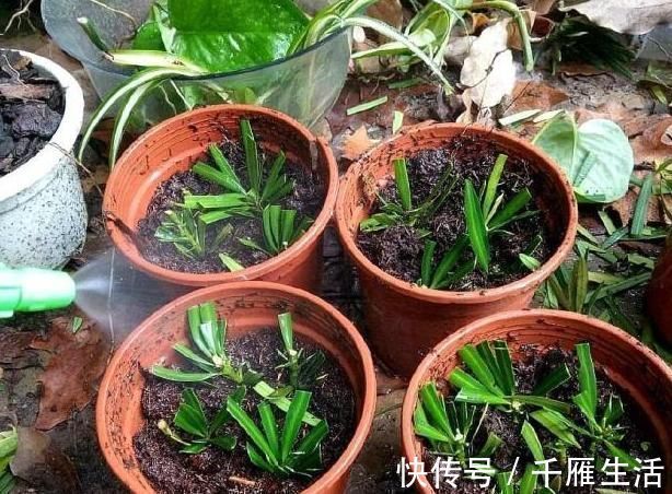 养这“昂贵盆景”不花钱，折1根枝“插”土里，15天生根，长势猛
