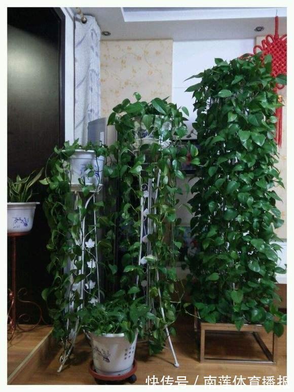 “绿萝”只要喝点这种“饮料”,叶子亮如打蜡,30天长成瀑布