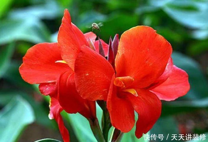 4种花很适合养客厅,高贵优雅,随便一养成花海,能开300多天!