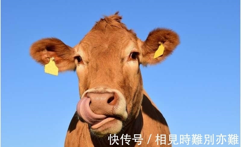 细菌|新研究发现：牛靠吃草长肌肉，所以能消化塑料，牛为什么这么牛？