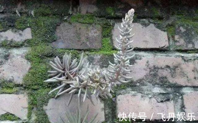 瓦松|瓦房上的1种“多肉”,都叫它“野草”,殊不知用处大,别拔