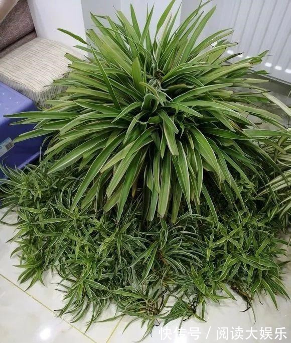 5种花“专吃土”,砸开花盆全是“大块根”,正确方法