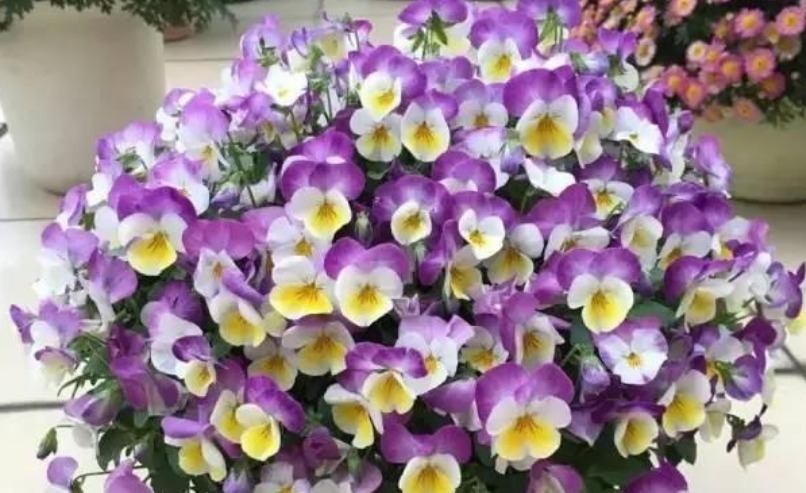 开花最香的3种花,花朵大花期长,比牡丹还美,年年开花美翻