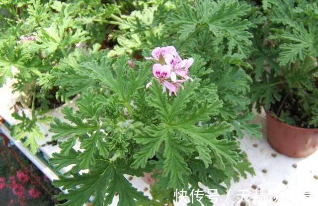薄荷|“蚊子”不喜欢的“3种花”,现在养一盆,夏天正好驱蚊虫
